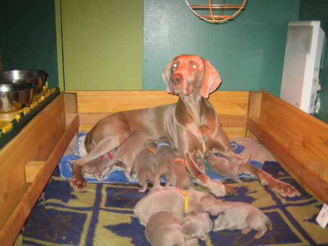 Les bébés 2008