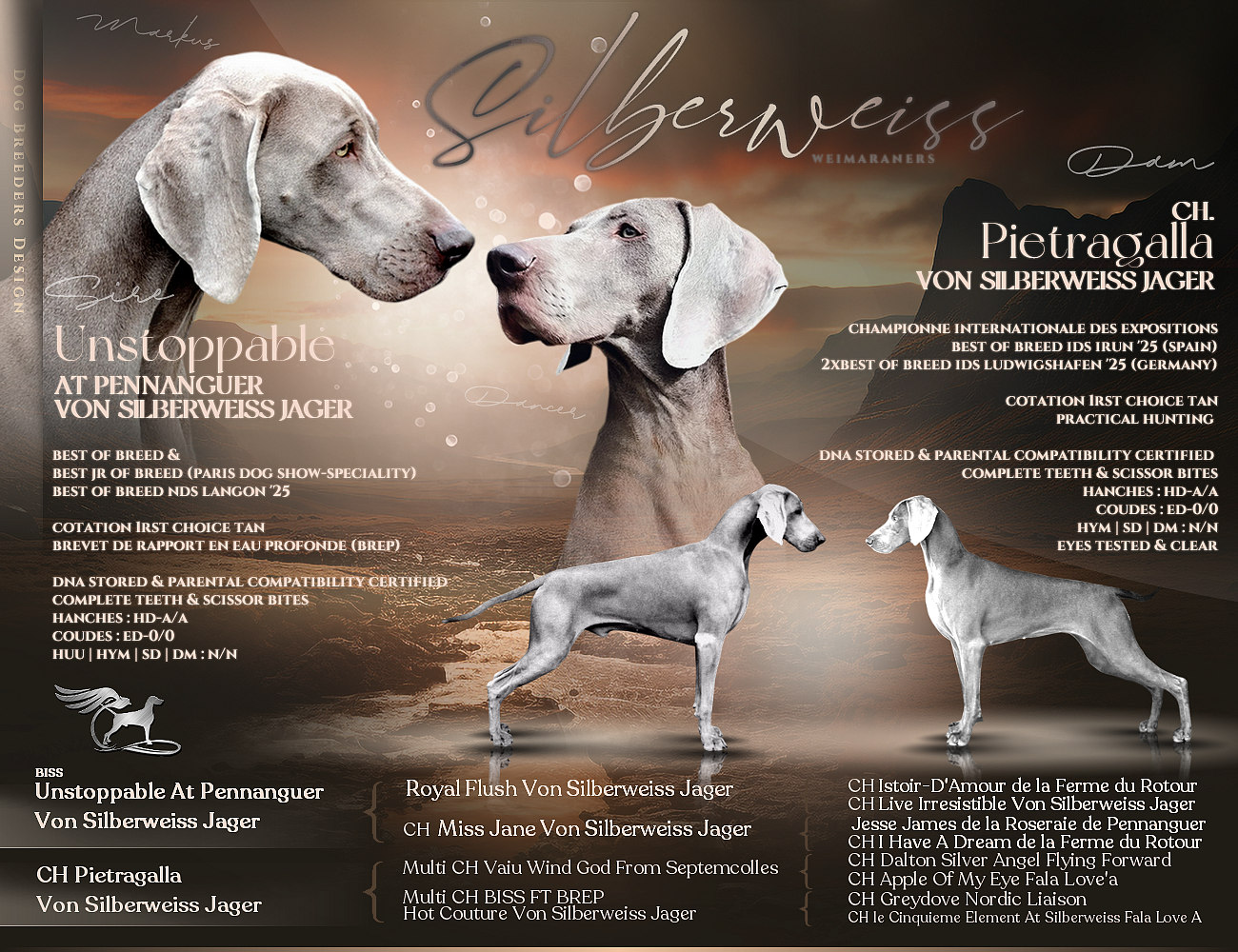 von silberweiss jäger - Braque de Weimar - Portée née le 10/10/2025