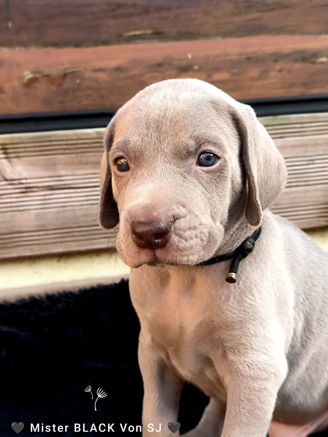 von silberweiss jäger - Chiots disponibles - Braque de Weimar