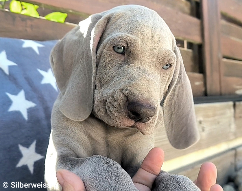 von silberweiss jäger - Chiots disponibles - Braque de Weimar