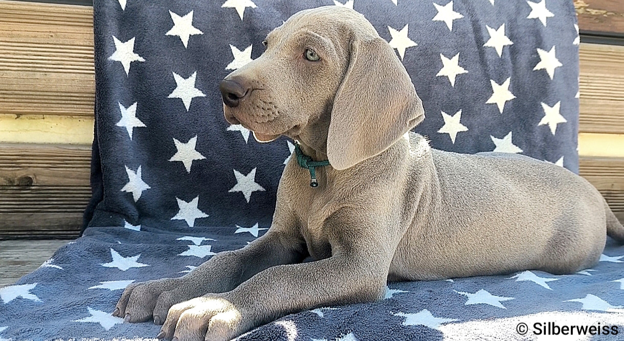 von silberweiss jäger - Chiots disponibles - Braque de Weimar