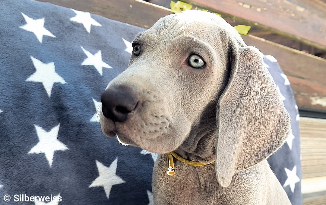 von silberweiss jäger - Chiots disponibles - Braque de Weimar