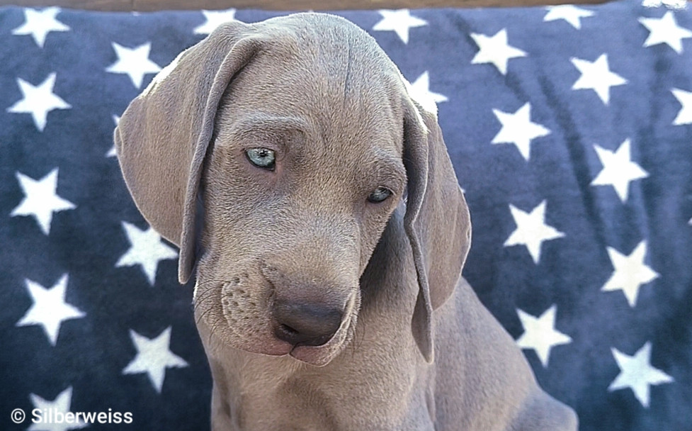 von silberweiss jäger - Chiots disponibles - Braque de Weimar