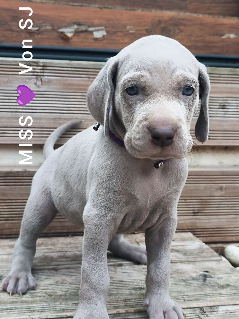 von silberweiss jäger - Chiots disponibles - Braque de Weimar