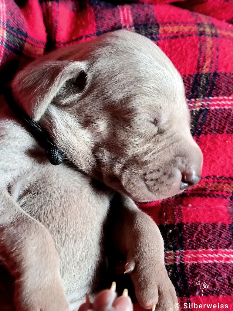 von silberweiss jäger - Chiots disponibles - Braque de Weimar