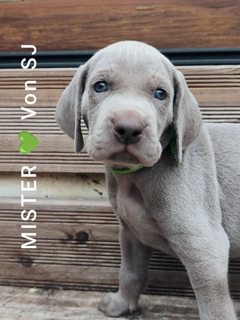 von silberweiss jäger - Chiots disponibles - Braque de Weimar