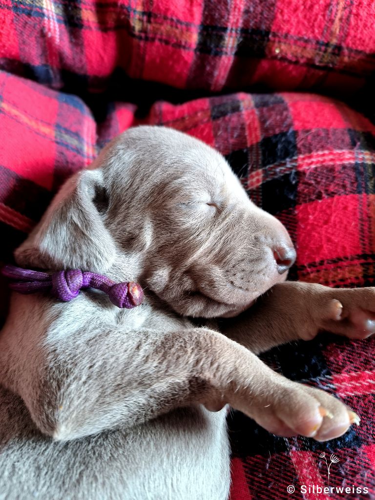 von silberweiss jäger - Chiots disponibles - Braque de Weimar