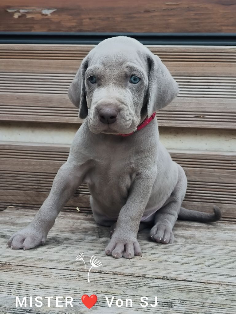 von silberweiss jäger - Chiots disponibles - Braque de Weimar