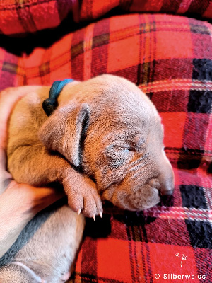 MISS BLUE