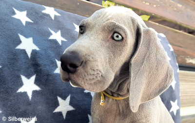  MISTER YELLOW