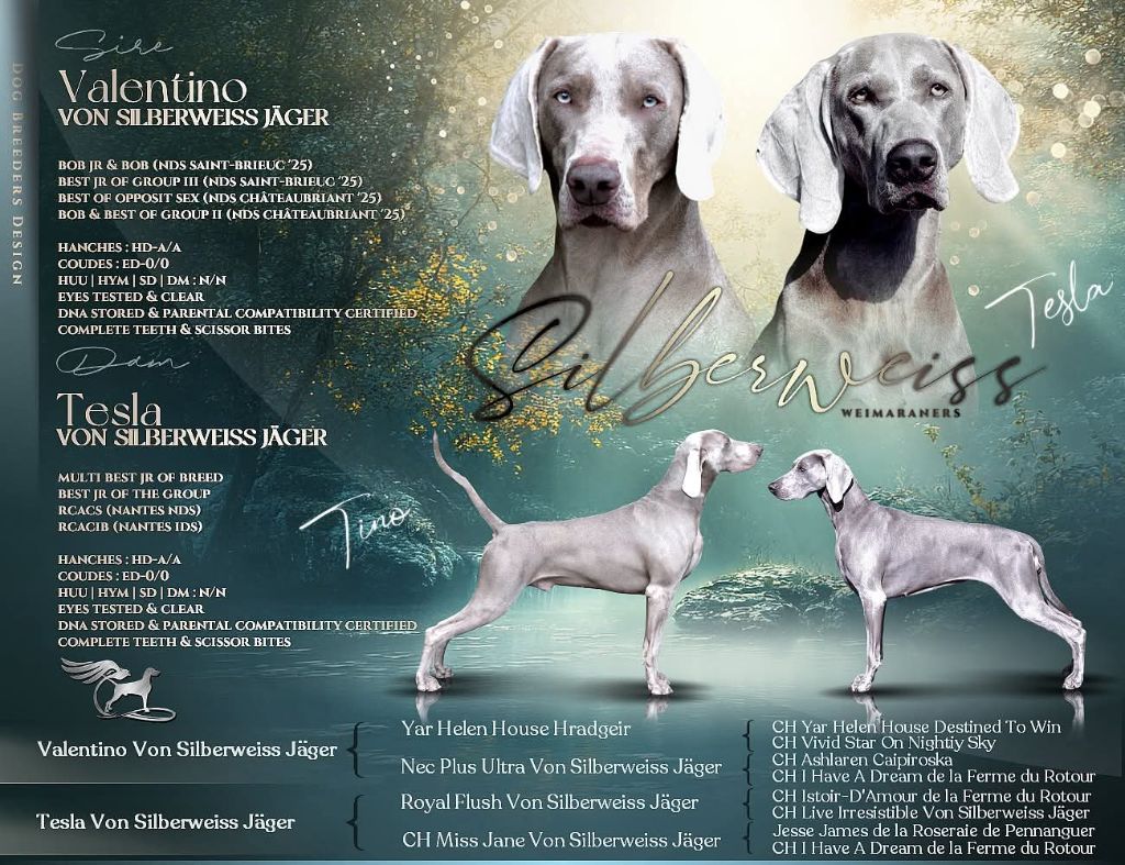 von silberweiss jäger - Chiots disponibles - Braque de Weimar