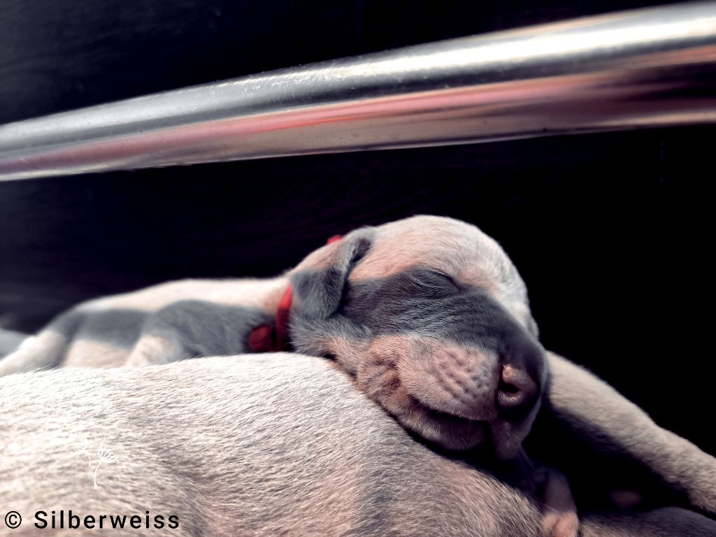 von silberweiss jäger - Chiots disponibles - Braque de Weimar