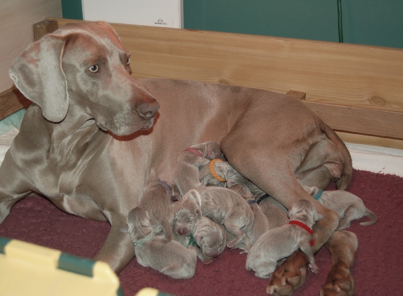 Chiot Braque de Weimar von silberweiss jäger