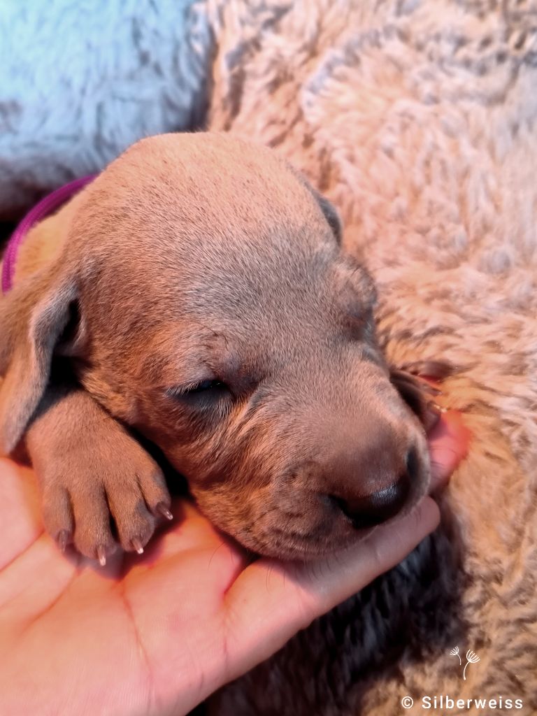 von silberweiss jäger - Chiots disponibles - Braque de Weimar